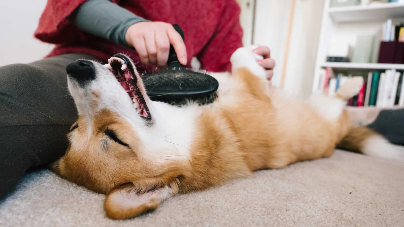A dog receiving at-home grooming in Banfield Pet Hospital homepage imagery